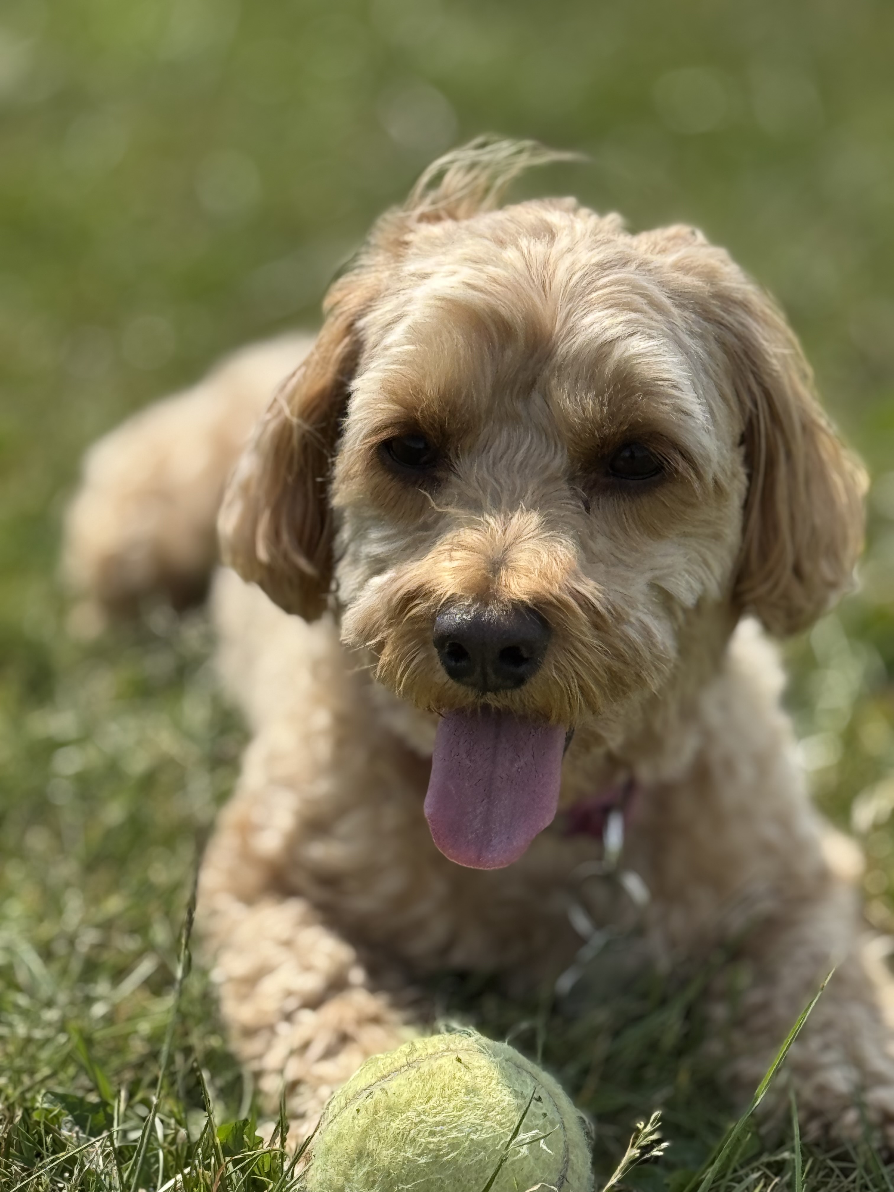 Lottie the dog with a Xero ball